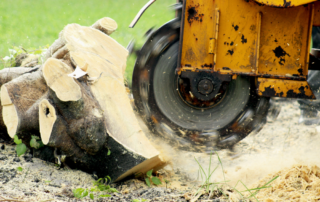 Tree Stump Grinding Machine in Action