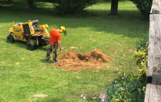 Oakland County Michigan Stump Grinding