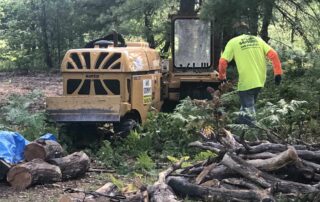 Tree Stump Removal in Clarkston Michigan