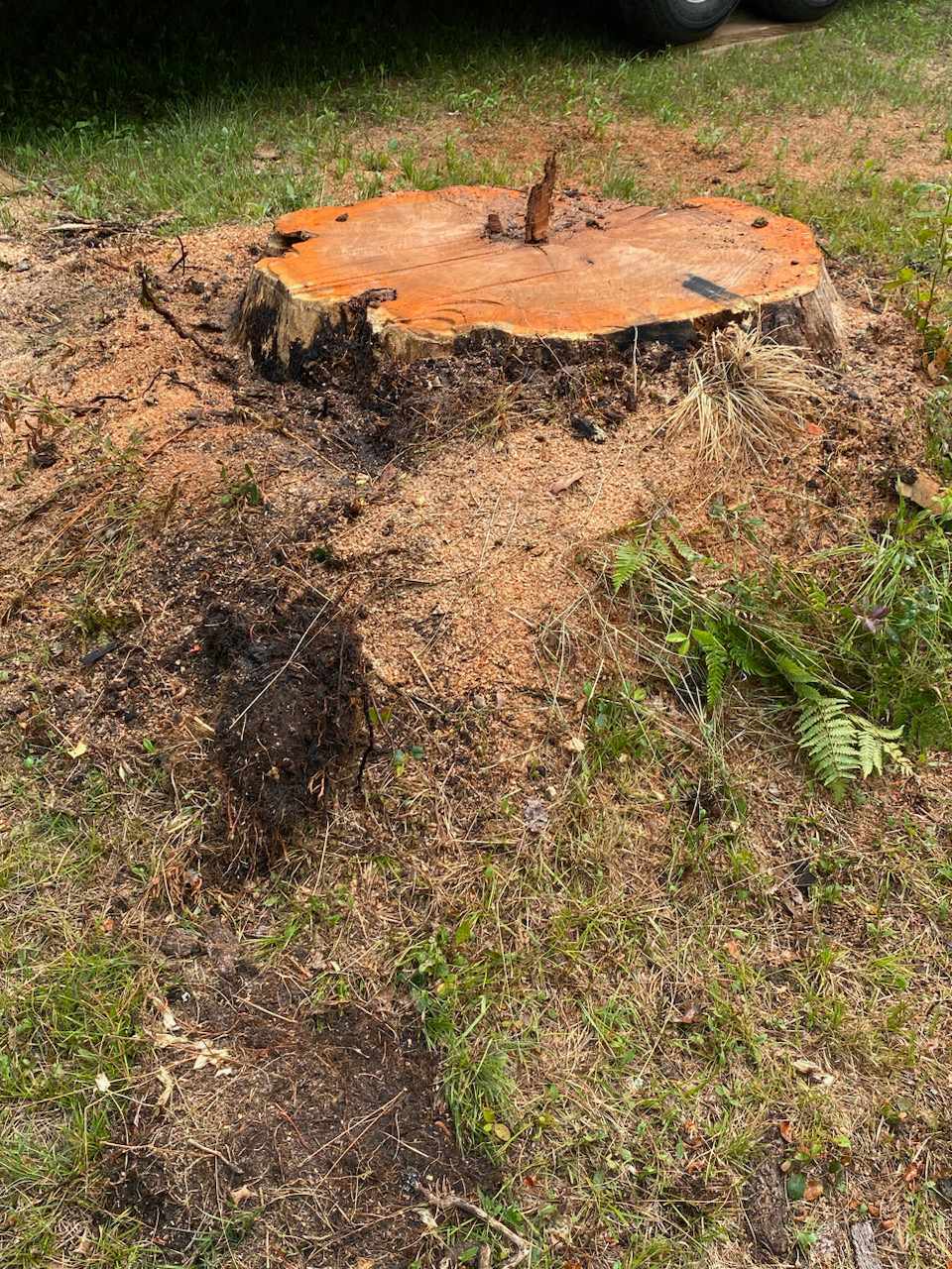 Tree Stump Before Removal in Ortonville Michigan